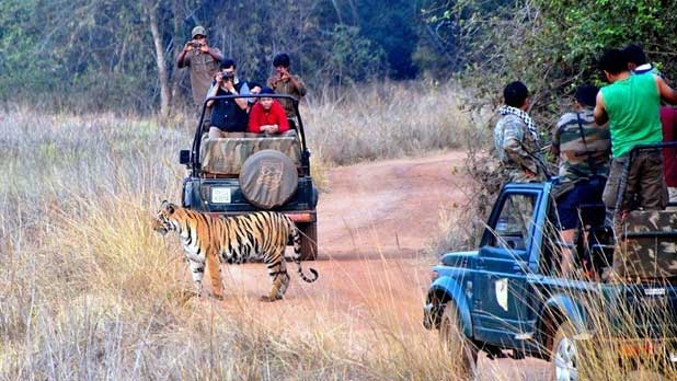 tadoba tours