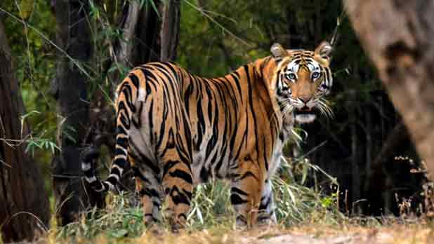 Pench&Tadoba Wildlife Tour